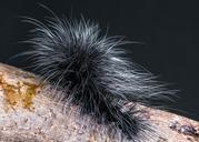 caterpillar-insect-prickly-hairy-399146.jpg