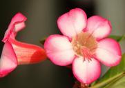 pink-flower-adenium-desert-flower-838838.jpg