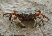 crab-beach-sand-summer-sea-678400.jpg