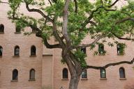 tree-courtyard-facade-branches-1029217.jpg