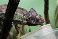 chameleon-feeding-terrarium-486073.jpg