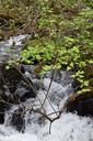 stream-splash-green-fresh-spring-1160115.jpg