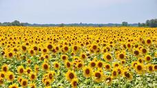 sunflower-yellow-flower-832793.jpg