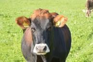 cow-allg%C3%A4u-meadow-dairy-cattle-456789.jpg