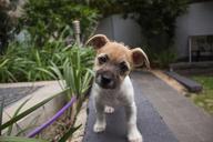 puppy-dog-head-tilted-cute-406163.jpg