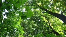 tree-tops-deciduous-trees-greenery-1634793.jpg