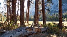 yosemite-usa-california-forest-827649.jpg