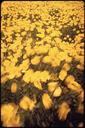 FIELD_OF_YELLOW_POPPIES_BLOWING_IN_THE_WIND_IN_LOMPOC,_WHERE_MANY_OF_THE_WORLD'S_FLOWER_SEEDS_ARE_-_NARA_-_542704.tif