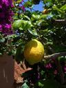 lemon-lemon-tree-citrus-373956.jpg