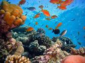 diving-underwater-reef-coral-reef-712634.jpg