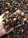 hand-coffee-harvest-dry-coffee-645515.jpg