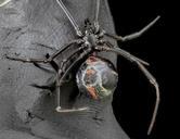 Latrodectus_variolus,_Underside_2013-06-07-18.49.19_ZS_PMax.jpg