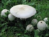 mushroom-fungi-fungus-forest-520144.jpg