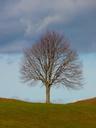 tree-individually-nature-meadow-4697.jpg