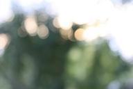 bokeh-lights-sunset-blur-trees-454565.jpg