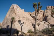 Joshua_tree_and_shadow.jpg