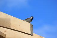 sparrow-bird-sperling-feed-animal-263565.jpg