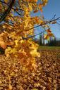 park-forest-autumn-tree-foliage-425875.jpg