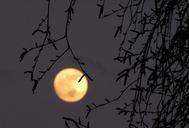 full-moon-moon-birch-dusk-107066.jpg