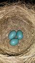 robin-eggs-nest-blue-springtime-853534.jpg