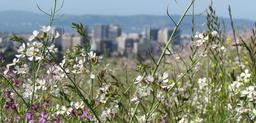 cityscape-flowers-nature-spring-1608822.jpg