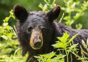 black-bear-adult-portrait-wildlife-1611349.jpg