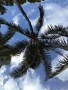 coconut-tree-tropical-hawaii-island-543385.jpg