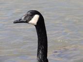 geese-goose-fowl-bird-wildlife-675394.jpg