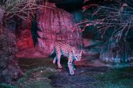 leopard-cat-ocelot-feline-animal-612587.jpg