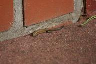 lizard-nature-reptile-331833.jpg