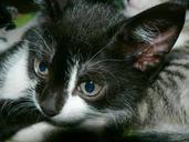 kitten-face-cute-feline-kitty-569951.jpg