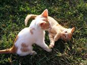 kittens-playing-animals-cats-pet-88517.jpg