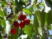 cherries-ripe-fruits-fruit-cherry-138870.jpg