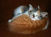 animals-cats-kittens-sweet-1150279.jpg