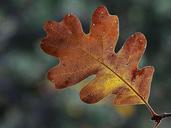 Zion national park leaf leaves.jpg