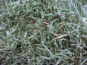 grass-frost-winter-1033500.jpg