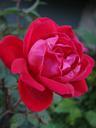 red-rose-flower-bloom-nature-557514.jpg