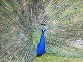 peacock-feathers-blue-colourful-445100.jpg