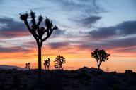 joshua-trees-sunset-landscape-1075706.jpg