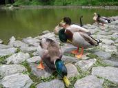 pet-duck-child-shui-bian-lake-841166.jpg