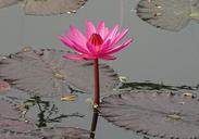 lily-flower-water-lily-bloom-water-1225595.jpg