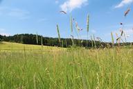 meadow-grass-forest-field-summer-423553.jpg