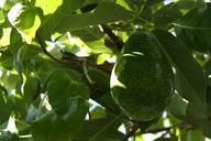 avocado-avocado-tree-avocado-plant-1313798.jpg