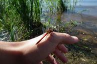 dragonfly-hand-river-insect-385002.jpg