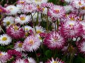 daisy-flower-blossom-bloom-117460.jpg