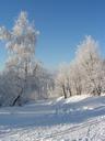 winter-landscape-trees-forest-snow-545230.jpg