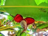 banana-tree-tree-banana-fruit-329109.jpg