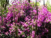 glycinie-blue-rain-bougainvillea-374858.jpg