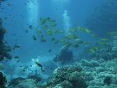 divers-reef-diving-coral-1198559.jpg