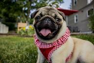 pug-clown-puppy-animal-dog-pet-1502571.jpg